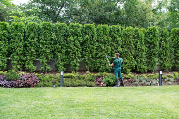 Tree Root Removal in Centralia, WA